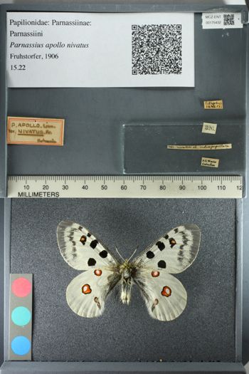 Media type: image;   Entomology 175432